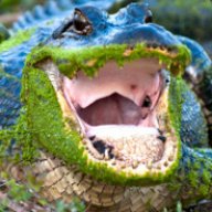 Gator