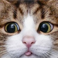 Snagost