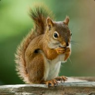 squirrley_10