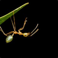 smallgreenant