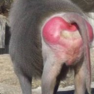 Xafox