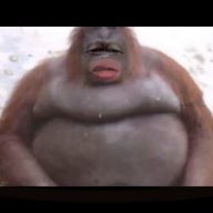Piggy