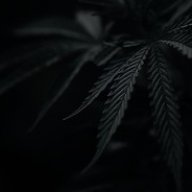 HEMP