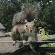 squirrelof09