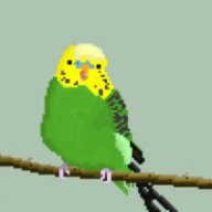 Budgie