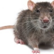 vermin