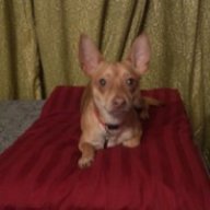 Chico_Danger