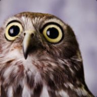 OwlLomesto