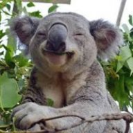Koala_Ace