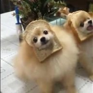Bread