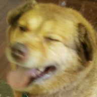 memphispup