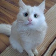 lefan
