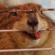 BeaverTrap