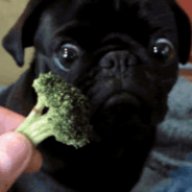 Puggywuggybuggybutt