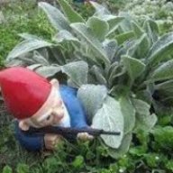 гном гномович