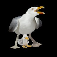 Seagull4513