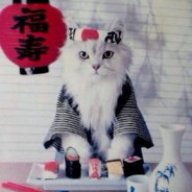 SushiCat