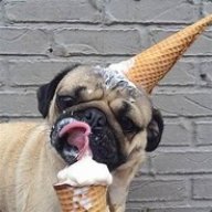 pugsarepeople2