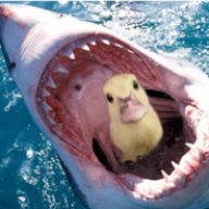 DuckShark