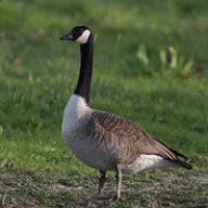 TheGooseLord