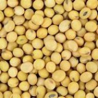 Soybean