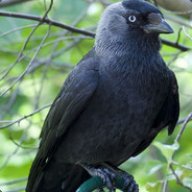 JackDaw