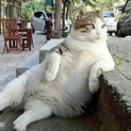 Miss Meow