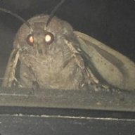 professormoth