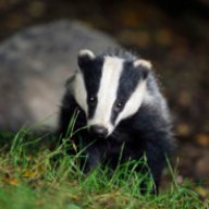 NormalBadger