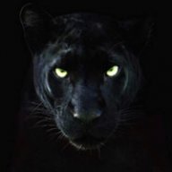Panther