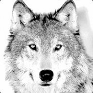 wolfgang515