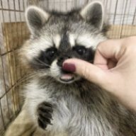 MrRaccoon