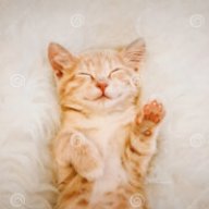 spitcat