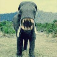 SirElephant
