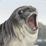 Seal_Food