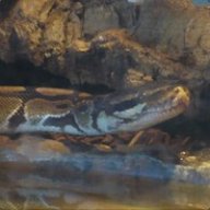 Snake120404