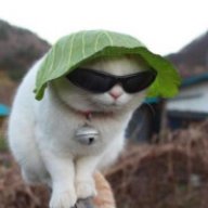 bigoollboom