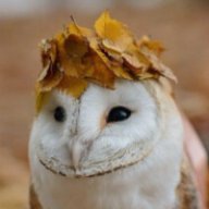 HaryTheOwl