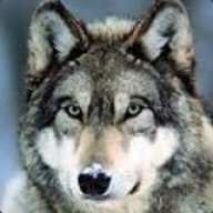 GreyWolfe64