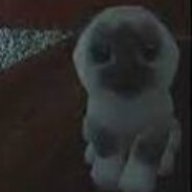 Portugese cat