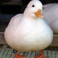 Babythiccduck