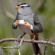 hairy.birb