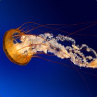 makc555812