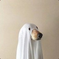 Doggo128