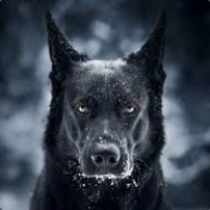 Volk