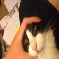metally stable cat