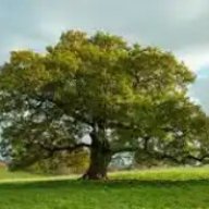 TheMagicTreeMan