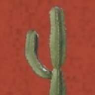 cactus123