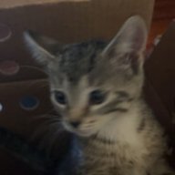 denji