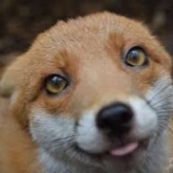 GermanFoxDev